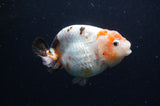 Milk Cow Ranchu  Calico 4.5 Inch (ID#422R10a-104) Free2Day SHIPPING