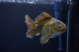 Thai Oranda  Bronze 4 Inch (ID#1029To12c-8) Free2Day SHIPPING