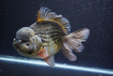 Giant Yuan Bao Oranda  Kirin 7.5 Inch (ID#809Yb10a-100)