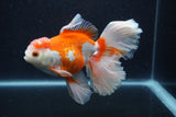 Thai Oranda  Red White 6 Inch (ID#0113T2b-73) Free2Day SHIPPING