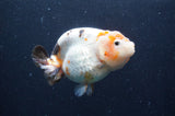 Milk Cow Ranchu  Calico 4.5 Inch (ID#422R10a-104) Free2Day SHIPPING