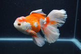 Thai Oranda  Red White 6 Inch (ID#0113T2b-73) Free2Day SHIPPING