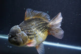 Giant Yuan Bao Oranda  Kirin 7.5 Inch (ID#809Yb10a-100)