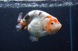 Milk Cow Ranchu  Calico 4.5 Inch (ID#422R10a-104) Free2Day SHIPPING