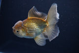 Thai Oranda  Bronze 4.5 Inch (ID#1029To12c-9) Free2Day SHIPPING