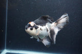 Thai Oranda  Tricolor 6 Inch (ID#1115To6c-116)