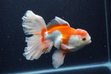 Thai Oranda  Red White 6 Inch (ID#0113T2b-73) Free2Day SHIPPING