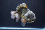 Giant Yuan Bao Oranda  Kirin 7.5 Inch (ID#809Yb10a-100)