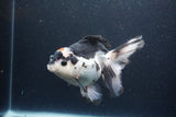 Thai Oranda  Tricolor 6 Inch (ID#1115To6c-116)