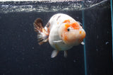 Milk Cow Ranchu  Calico 4.5 Inch (ID#422R10a-104) Free2Day SHIPPING