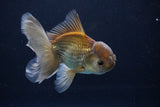 Thai Oranda  Bronze 4.5 Inch (ID#1029To12c-9) Free2Day SHIPPING