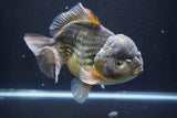 Giant Yuan Bao Oranda  Kirin 7.5 Inch (ID#809Yb10a-100)