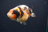 Milk Cow Ranchu  Calico 4.5 Inch (ID#422R10a-104) Free2Day SHIPPING
