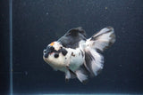 Thai Oranda  Tricolor 6 Inch (ID#1115To6c-116)