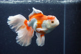 Thai Oranda  Red White 6 Inch (ID#0113T2b-73) Free2Day SHIPPING