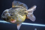 Giant Yuan Bao Oranda  Kirin 7.5 Inch (ID#809Yb10a-100)