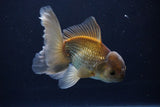 Thai Oranda  Bronze 4.5 Inch (ID#1029To12c-9) Free2Day SHIPPING