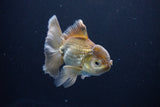 Thai Oranda  Bronze 4.5 Inch (ID#1029To12c-9) Free2Day SHIPPING