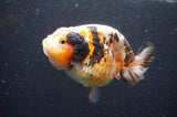 Milk Cow Ranchu  Calico 4.5 Inch (ID#422R10a-104) Free2Day SHIPPING
