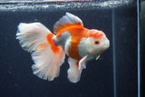 Thai Oranda  Red White 6 Inch (ID#0113T2b-73) Free2Day SHIPPING