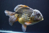 Giant Yuan Bao Oranda  Kirin 7.5 Inch (ID#809Yb10a-100)