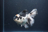 Thai Oranda  Tricolor 6 Inch (ID#1115To6c-116)