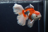 Thai Oranda  Red White 6 Inch (ID#0113T2b-73) Free2Day SHIPPING