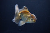 Thai Oranda  Bronze 4.5 Inch (ID#1029To12c-9) Free2Day SHIPPING