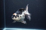 Thai Oranda  Tricolor 6 Inch (ID#1115To6c-116)