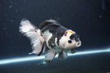 Thai Oranda  Tricolor 6 Inch (ID#1115To6c-116)