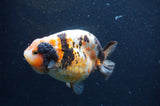 Milk Cow Ranchu  Calico 4.5 Inch (ID#422R10a-104) Free2Day SHIPPING