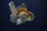 Thai Oranda  Bronze 4.5 Inch (ID#1029To12c-9) Free2Day SHIPPING