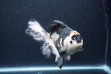 Thai Oranda  Tricolor 6 Inch (ID#1115To6c-116)