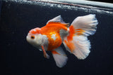 Thai Oranda  Red White 6 Inch (ID#0113T2b-73) Free2Day SHIPPING