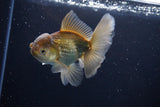 Thai Oranda  Bronze 4.5 Inch (ID#1029To12c-9) Free2Day SHIPPING