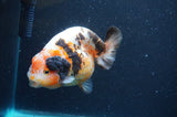 Milk Cow Ranchu  Calico 4.5 Inch (ID#422R10a-104) Free2Day SHIPPING