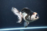 Thai Oranda  Tricolor 6 Inch (ID#1115To6c-116)