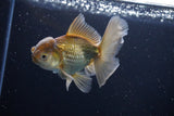 Thai Oranda  Bronze 4.5 Inch (ID#1029To12c-9) Free2Day SHIPPING