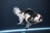 Thai Oranda  Tricolor 6 Inch (ID#1115To6c-116)