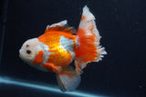 Thai Oranda  Red White 5.5 Inch (ID#0113T2b-74) Free2Day SHIPPING