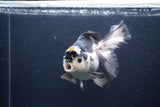 Thai Oranda  Tricolor 6 Inch (ID#1115To6c-116)