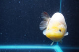 Milk Cow Ranchu  Calico 4.5 Inch (ID#422R10a-105) Free2Day SHIPPING
