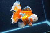 Thai Oranda  Red White 5.5 Inch (ID#0113T2b-74) Free2Day SHIPPING