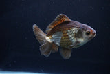 Thai Oranda  Bronze 4 Inch (ID#1029To12c-10) Free2Day SHIPPING