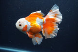 Thai Oranda  Red White 5.5 Inch (ID#0113T2b-74) Free2Day SHIPPING