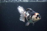 Thai Oranda  Tricolor 6 Inch (ID#1115To6c-116)