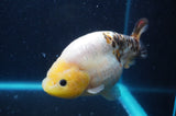 Milk Cow Ranchu  Calico 4.5 Inch (ID#422R10a-105) Free2Day SHIPPING