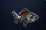 Thai Oranda  Bronze 4 Inch (ID#1029To12c-10) Free2Day SHIPPING