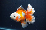 Thai Oranda  Red White 5.5 Inch (ID#0113T2b-74) Free2Day SHIPPING