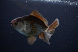 Thai Oranda  Bronze 4 Inch (ID#1029To12c-10) Free2Day SHIPPING